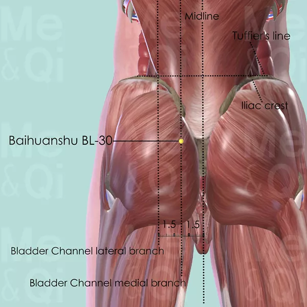 Baihuanshu BL-30 - Muscles view - Acupuncture point on Bladder Channel
