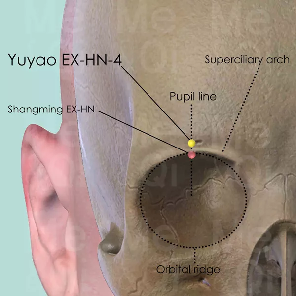 Yuyao EX-HN-4 - Bones view - Acupuncture point on Extra Points: Head and Neck (EX-HN)