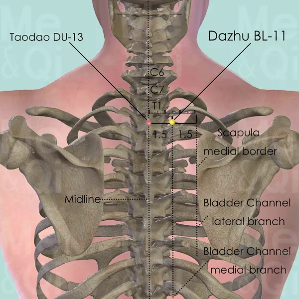 Dazhu BL-11 - Bones view - Acupuncture point on Bladder Channel