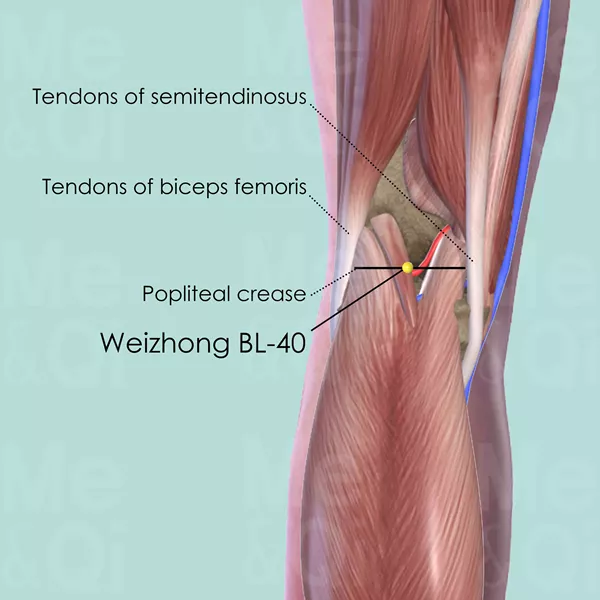 Weizhong BL-40 - Muscles view - Acupuncture point on Bladder Channel