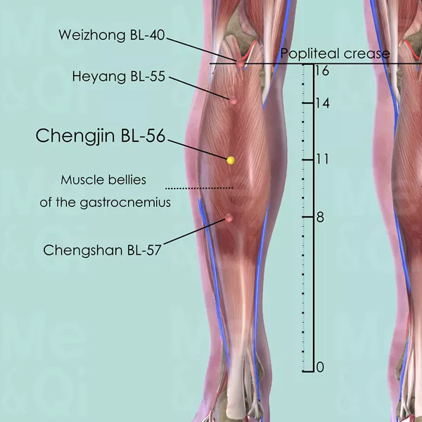 Chengjin BL-56 - Muscles view - Acupuncture point on Bladder Channel