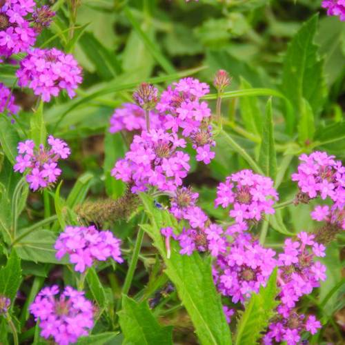 Ma Bian Cao (Verbena leaves) plant