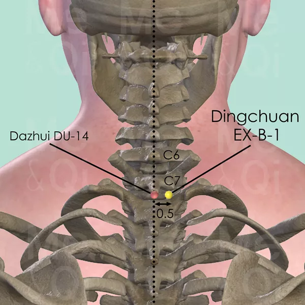 Dingchuan EX-B-1 - Bones view - Acupuncture point on Extra Points: Back (EX-B)
