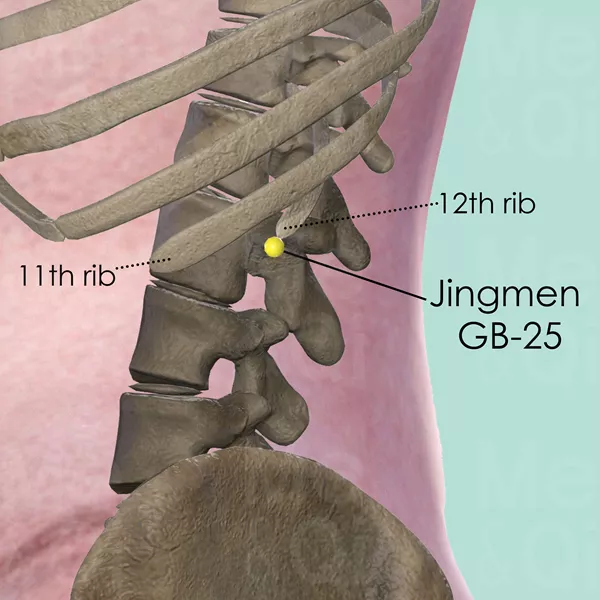 Jingmen GB-25 - Bones view - Acupuncture point on Gall Bladder Channel