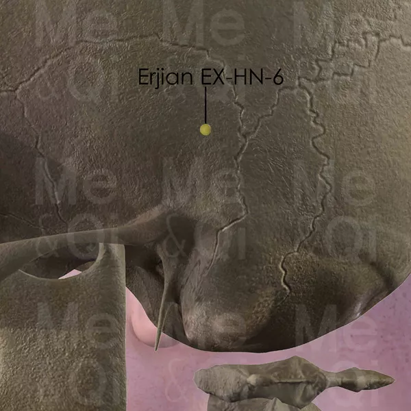 Erjian EX-HN-6 - Bones view - Acupuncture point on Extra Points: Head and Neck (EX-HN)