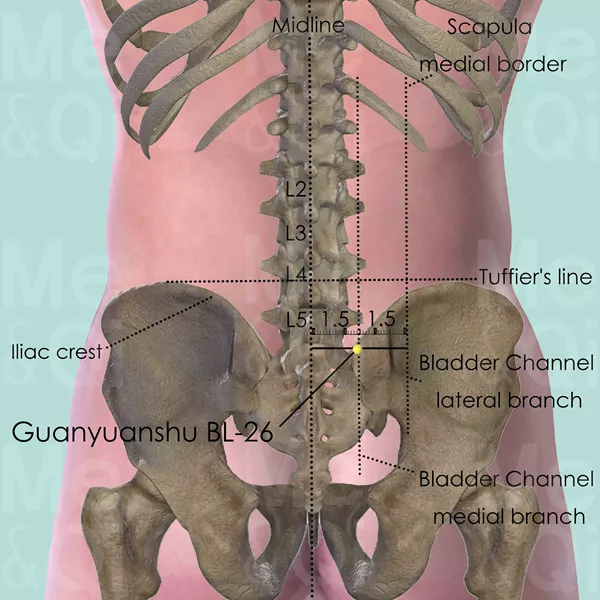 Guanyuanshu BL-26 - Bones view - Acupuncture point on Bladder Channel