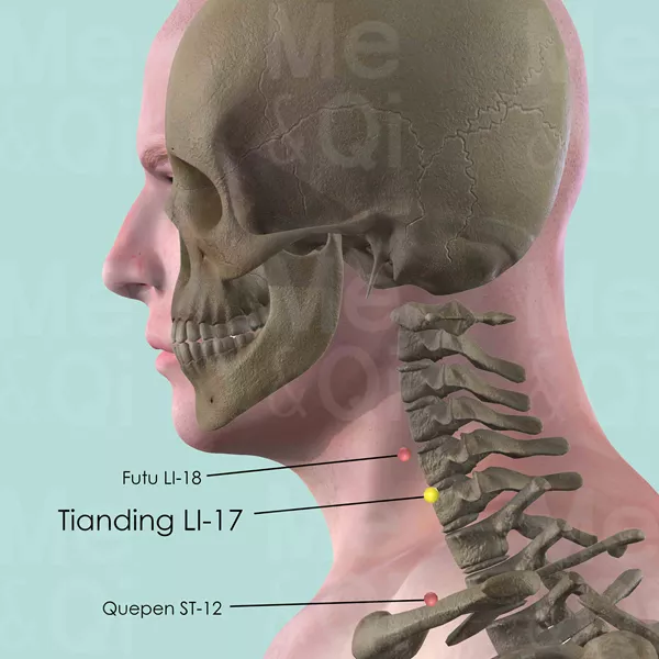 Tianding LI-17 - Bones view - Acupuncture point on Large Intestine Channel