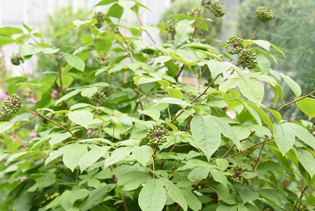 Ci Wu Jia (Acanthopanax rhizomes) plant
