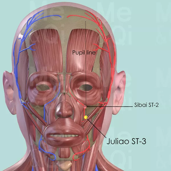 Juliao ST-3 - Muscles view - Acupuncture point on Stomach Channel