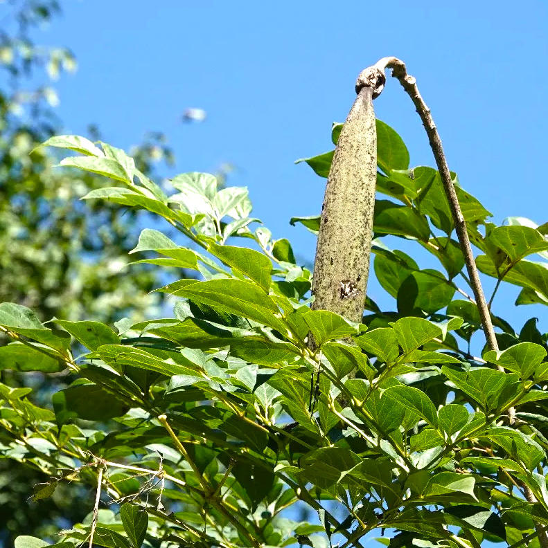 Mù Hú Dié (Oroxylum seed) plant