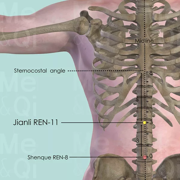 Jianli REN-11 - Bones view - Acupuncture point on Directing Vessel