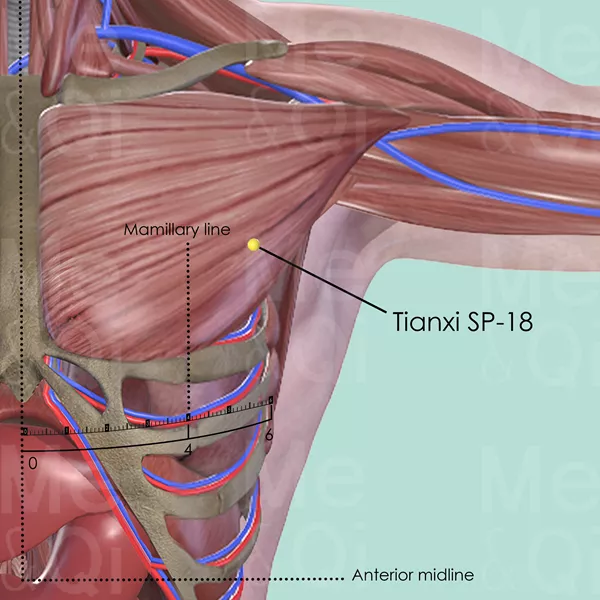 Tianxi SP-18 - Muscles view - Acupuncture point on Spleen Channel