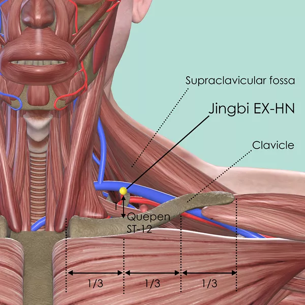 Jingbi EX-HN - Muscles view - Acupuncture point on Extra Points: Head and Neck (EX-HN)