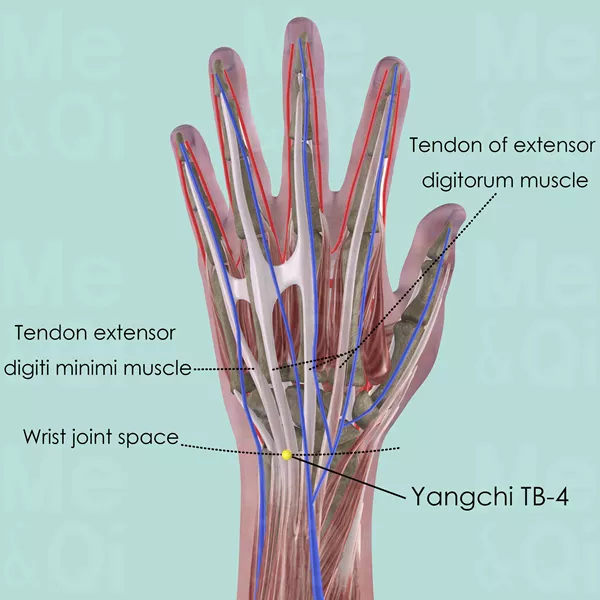 Yangchi TB-4 - Muscles view - Acupuncture point on Triple Burner Channel