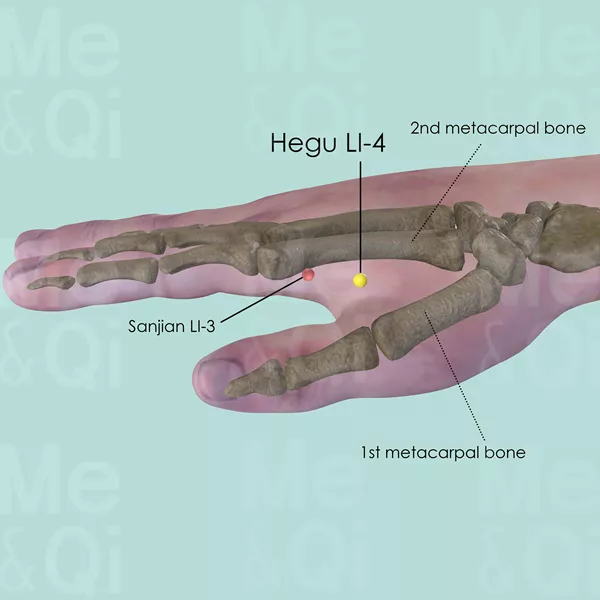 Hegu LI-4 - Bones view - Acupuncture point on Large Intestine Channel