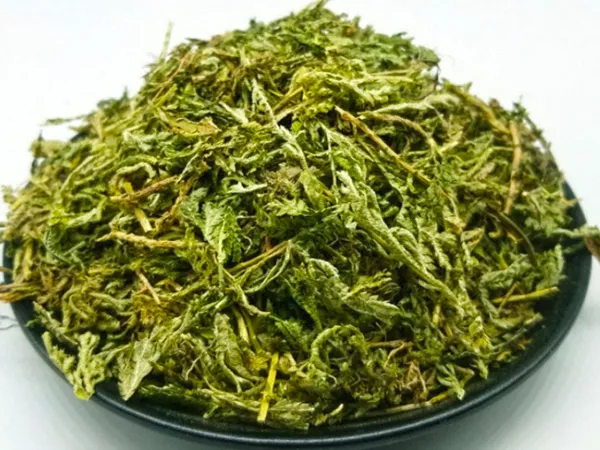 What Selanginella herb looks like as a TCM ingredient