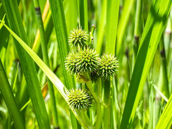 What the Common burreed tuber plant looks like