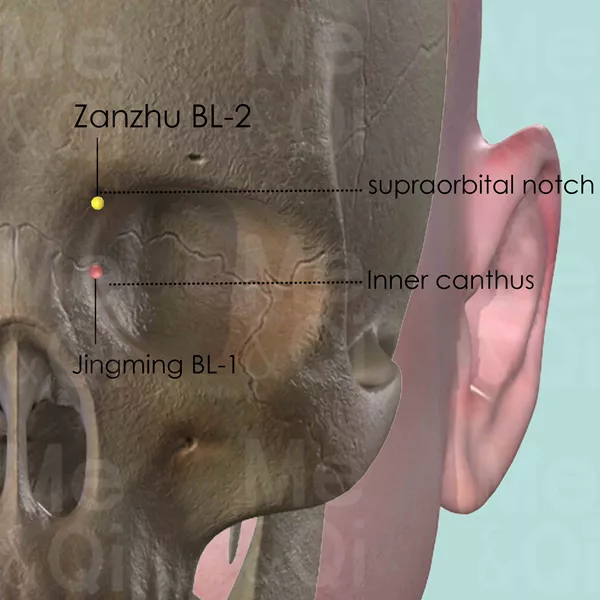 Zanzhu BL-2 - Bones view - Acupuncture point on Bladder Channel