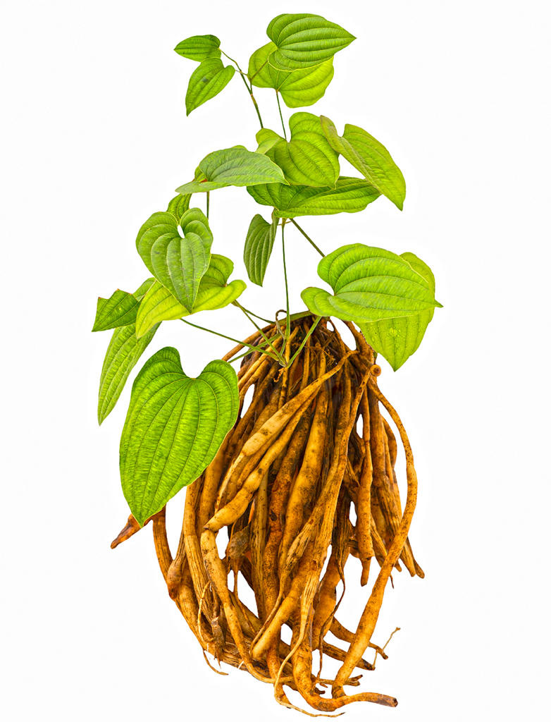 Bai Bu (Stemona roots) plant