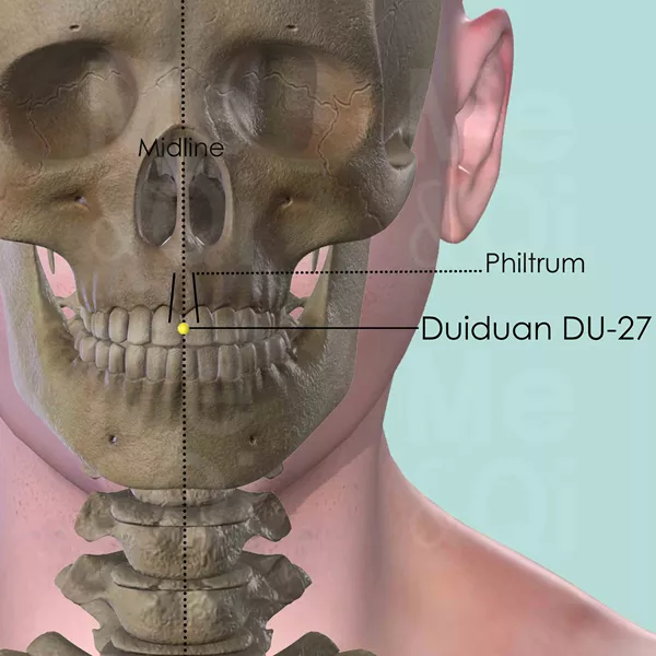 Duiduan DU-27 - Bones view - Acupuncture point on Governing Vessel