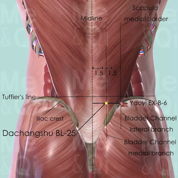 Dachangshu BL-25 - Muscles view - Acupuncture point on Bladder Channel
