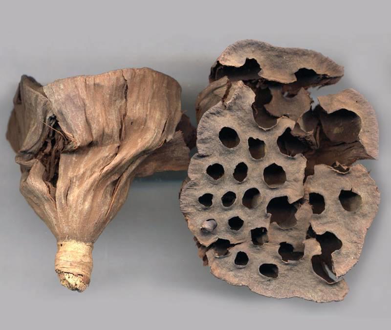 Lian Fang (Lotus receptacles) as TCM ingredient