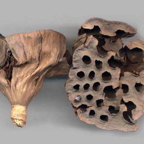 Lian Fang (Lotus receptacles) as TCM ingredient