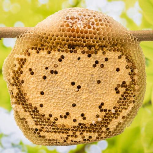 Feng Fang (Honeycomb) plant