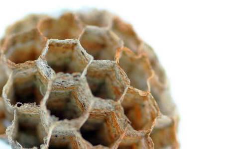 Feng Fang (Honeycomb) as TCM ingredient