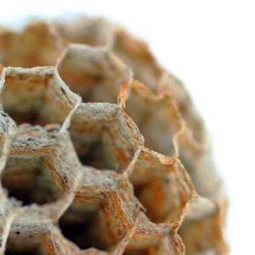 Feng Fang (Honeycomb) as TCM ingredient