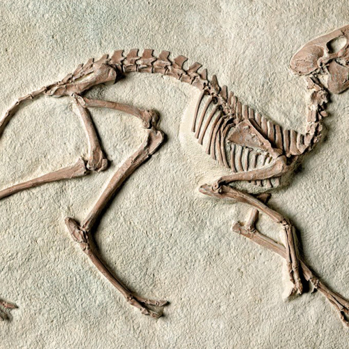 Long Gu (Dragon bones) plant