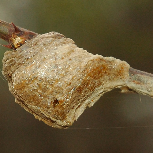 Sang Piao Shao (Praying Mantis Egg-Cases) plant