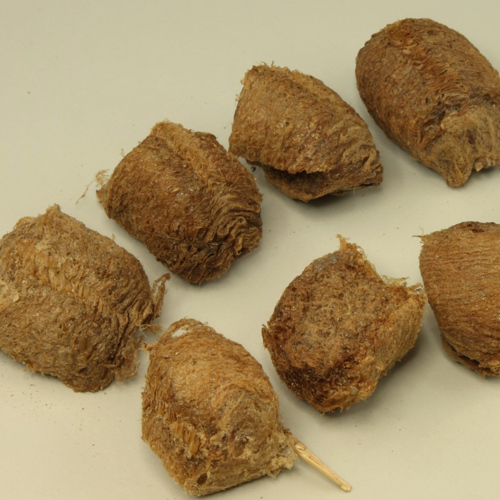 Sang Piao Shao (Praying Mantis Egg-Cases) as TCM ingredient