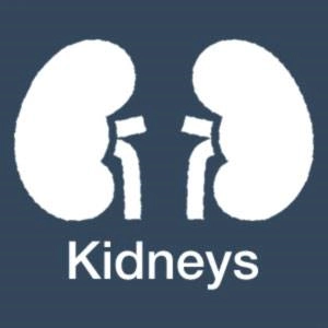 The Kidneys in Traditional Chinese Medicine