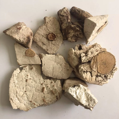 Fu Shen (Host-wood Poria) plant