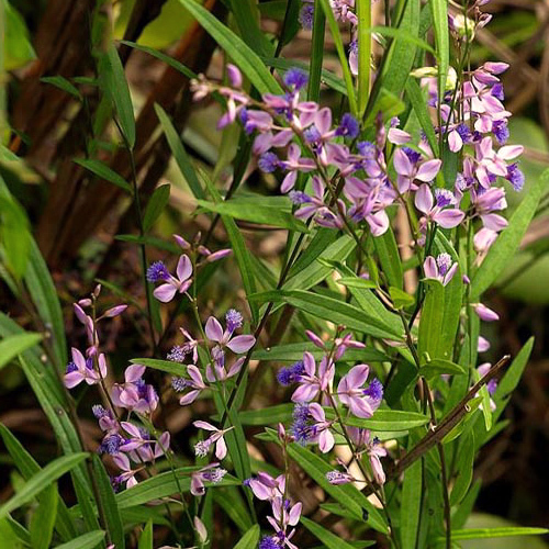 Yuan Zhi (Chinese senega roots) plant