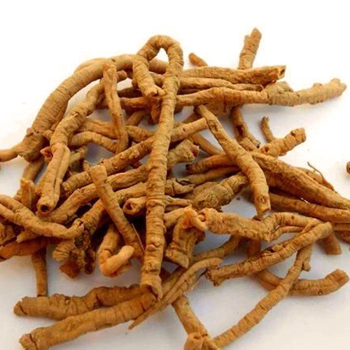 Yuan Zhi (Chinese senega roots) as TCM ingredient