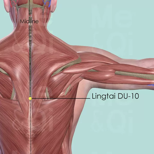 Lingtai DU-10 - Muscles view - Acupuncture point on Governing Vessel