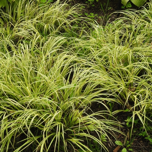 Shi Chang Pu (Sweetflag rhizomes) plant