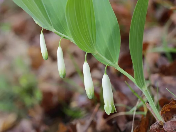 What the Angular solomon's seal root plant looks like