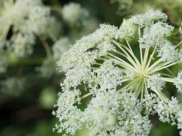 What the Angelica root plant looks like