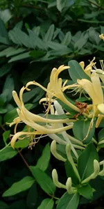 Honeysuckle flowers (Jin Yin Hua)