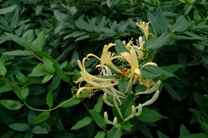 Honeysuckle flowers (Jin Yin Hua)