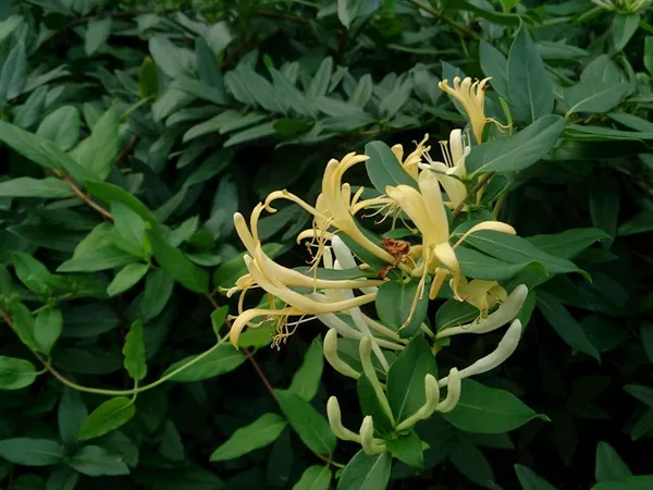 What the Honeysuckle flower plant looks like