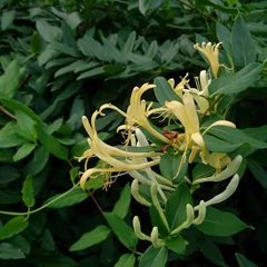 Honeysuckle flowers, an ingredient in Unblock Nursing Tea