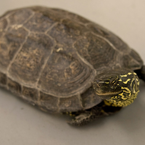 Gui Ban (Tortoise plastrons) plant