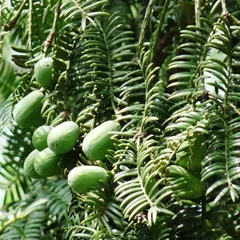 Chinese nutmeg yew