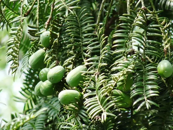 What the Chinese nutmeg yew plant looks like