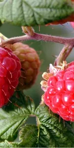 Palmleaf raspberries (Fu Pen Zi)