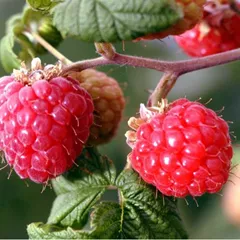 Palmleaf raspberry